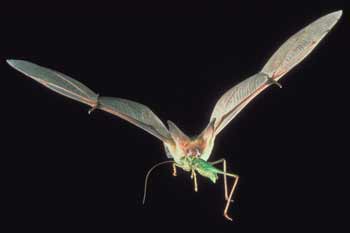 bat_insect